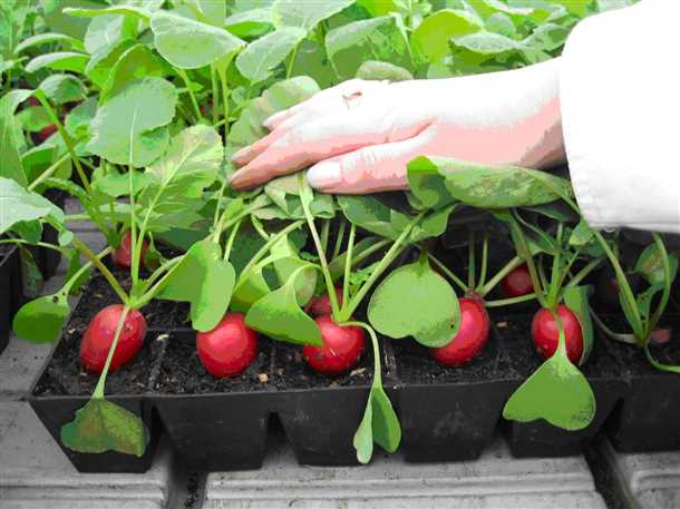 Органические удобрения