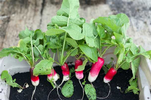 Подготовка почвы