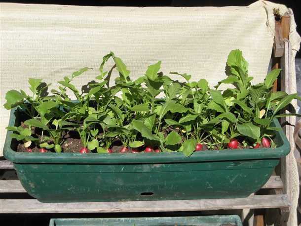 Посадка редиски