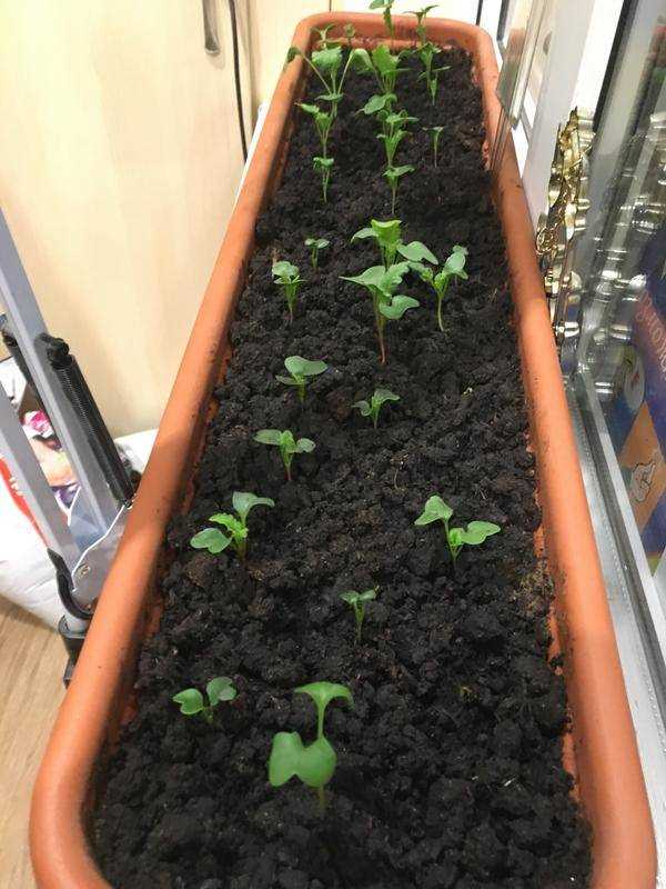 Минеральные удобрения