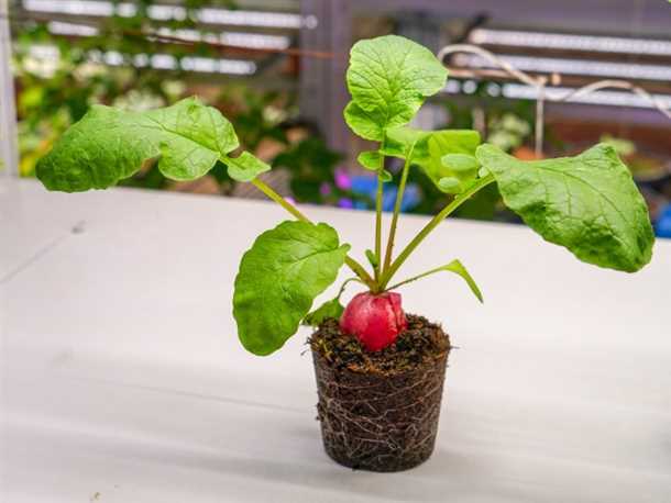 Редиска на балконе Редиска на балконе