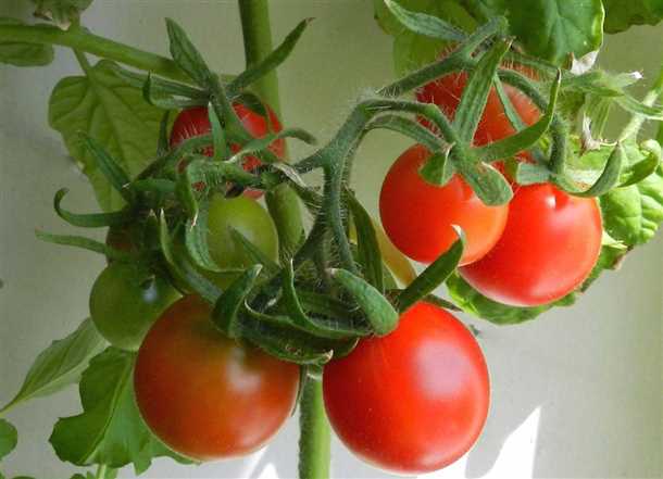Как выбрать сорт томата для балкона
