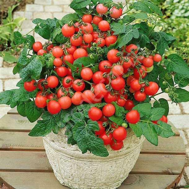 Лучшие сорта томатов для балкона: выбор, посадка, уход