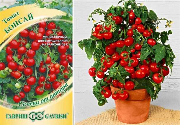 Миниатюрные томаты для маленького балкона: декоративные сорта
