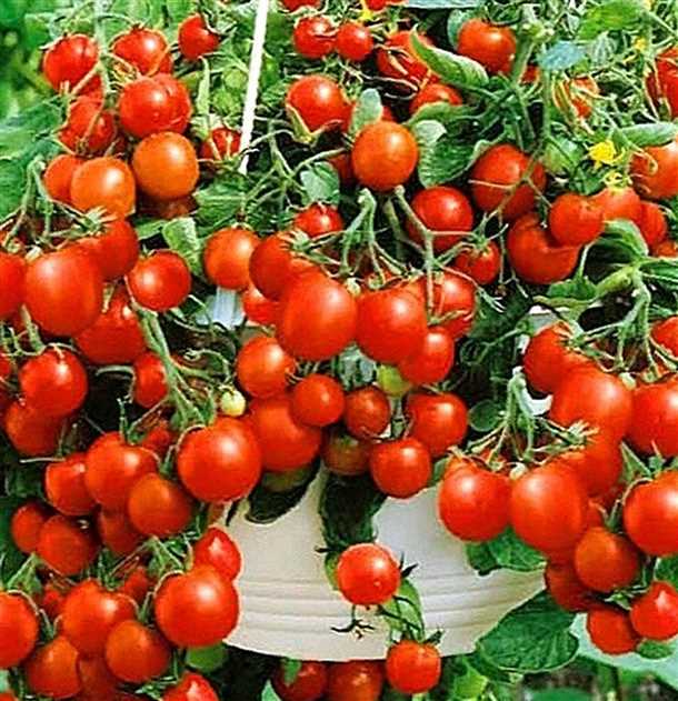 Полезные советы по посадке и уходу за сортами томатов на балконе