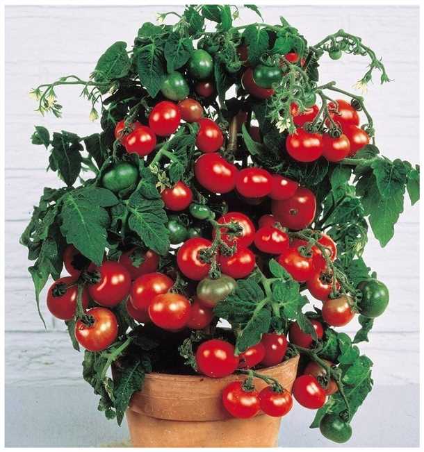 Плюсы и минусы выращивания томатов на балконе