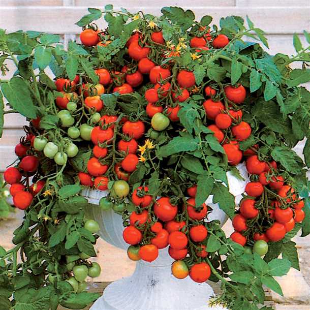 Солнечные и теневые сорта томатов для балкона