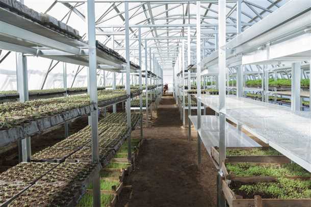 Типы стеллажей под небольшие теплицы