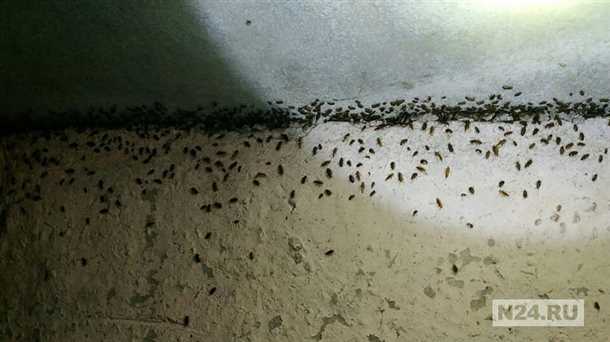 Как избавиться от тараканов в подвале?