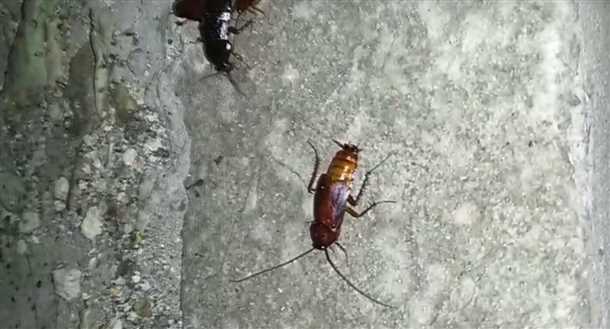 Отсутствие солнечного света