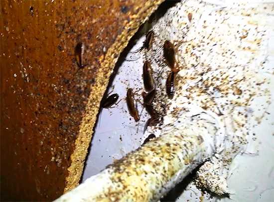 Опасности, связанные с тараканами в подвале