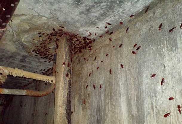 Тараканы в подвале Тараканы в подвале