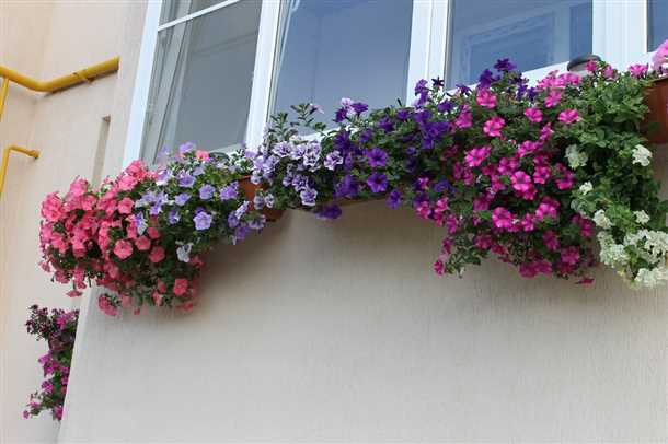 Цветы для балкона на северной стороне Цветы для балкона северная сторона