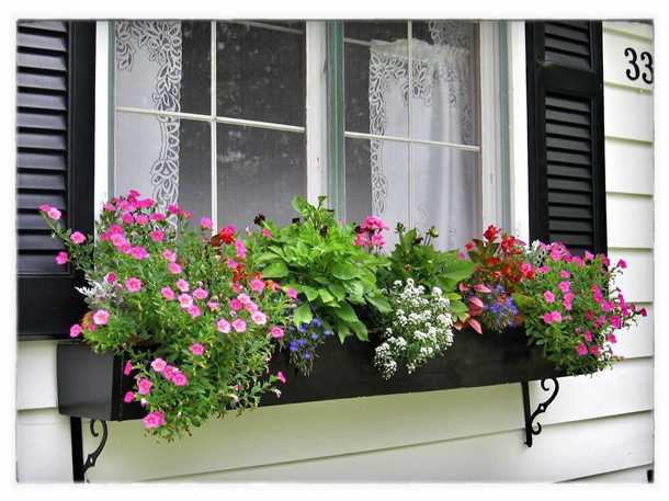 Популярные сорта трубчатых петуний для балкона в тени