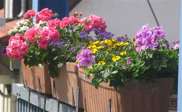 Сорты капсикумов для балкона в тени: