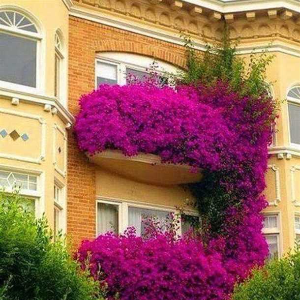 Лучшие цветы для балкона в тени