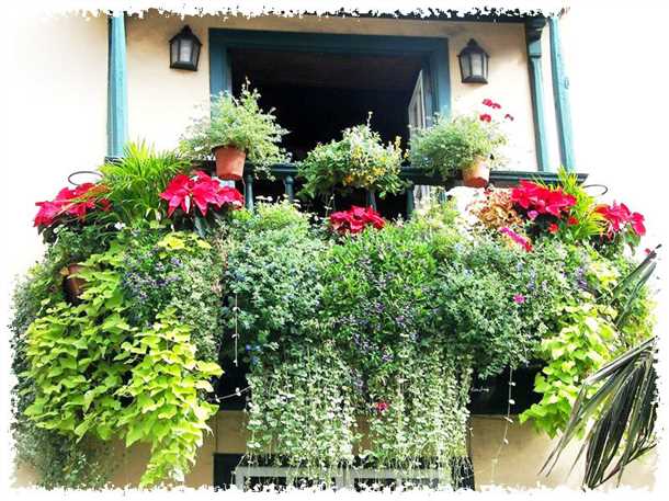 Капсикумы для балкона в тени