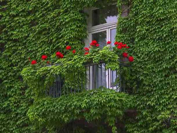 Инструкция по посадке вьющихся цветов на балкон