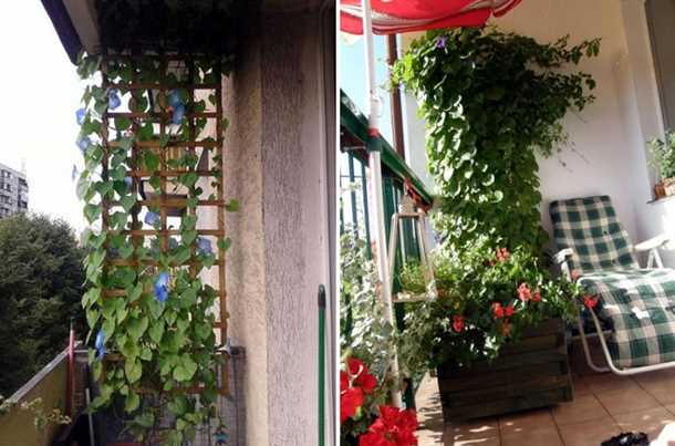 Цветы для балкона вьющиеся