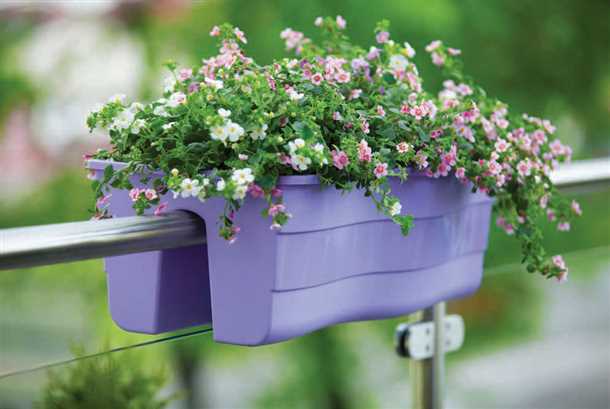 Нежность и изящество: фиалки на балконе