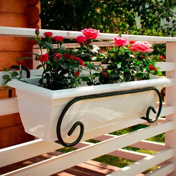 Романтическая атмосфера: розы для балконных ящиков