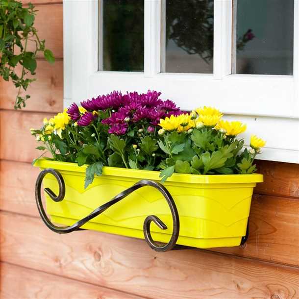 Правила посадки и ухода за пеларгониями