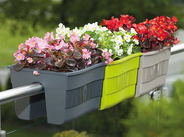 Эффектный декор: пеларгонии для балконных ящиков