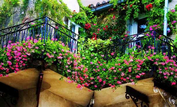 Особенности выращивания цветов на балконе