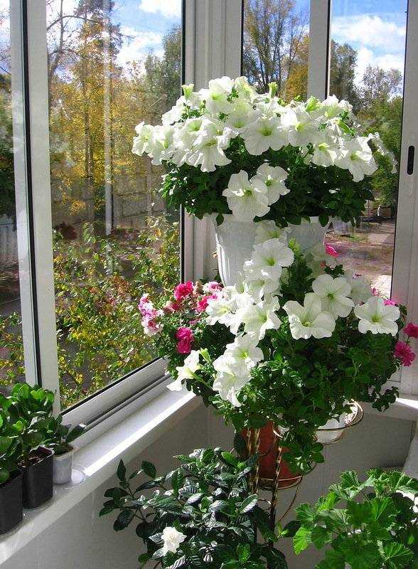 Цветы на балконе солнечная сторона Цветы на балконе солнечная сторона
