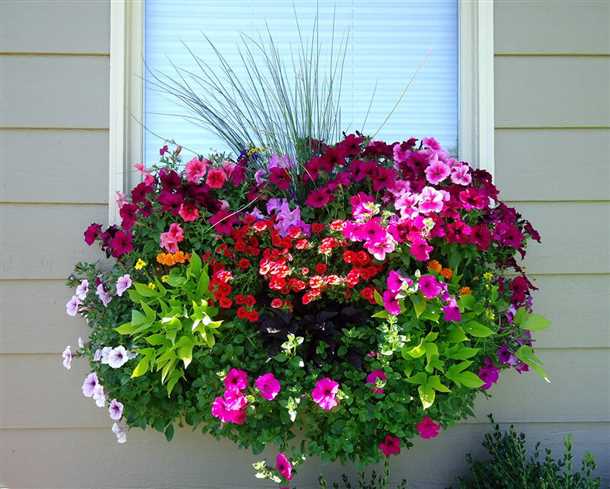 Уход и полив