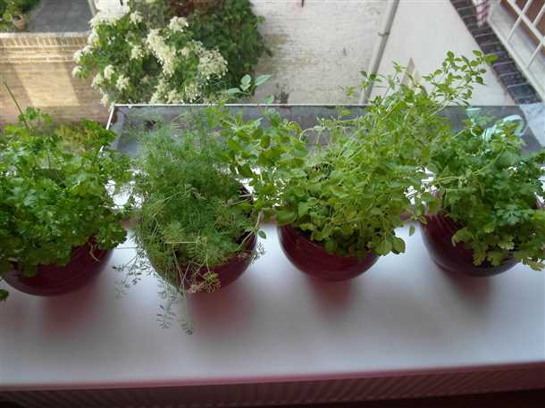 Подходящие растения для совместного выращивания с укропом на балконе