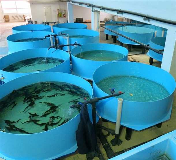 Установка системы нагрева воды для осетра