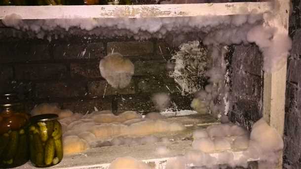 Признаки грибка в погребе и его лечение