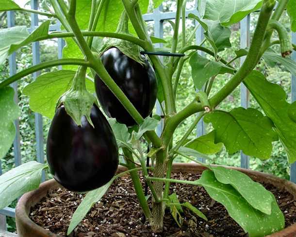 Выбор горшков