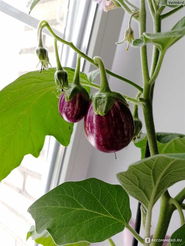 Правильный полив и подкормка баклажанов на балконе