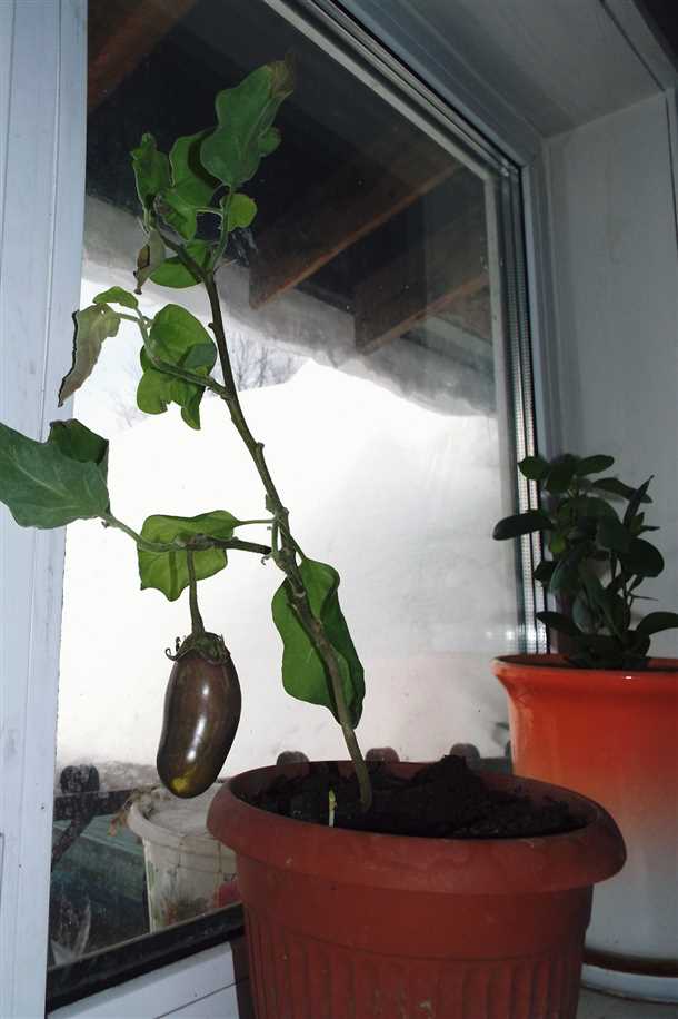 Подготовка почвы