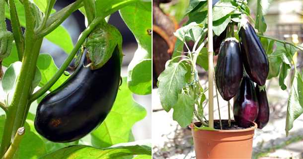 Подкормка баклажанов