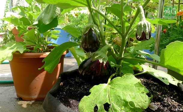 Выбор правильной сортности баклажанов для балкона