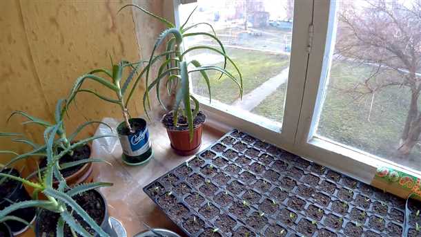 Подготовка горшков и поддонов для выращивания баклажанов