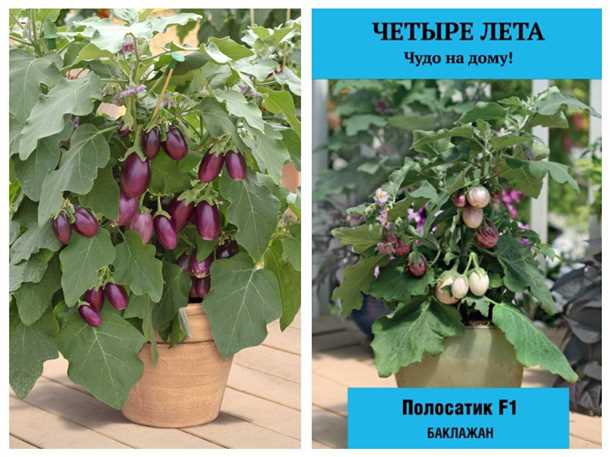 Определение оптимального времени высадки баклажанов на балконе