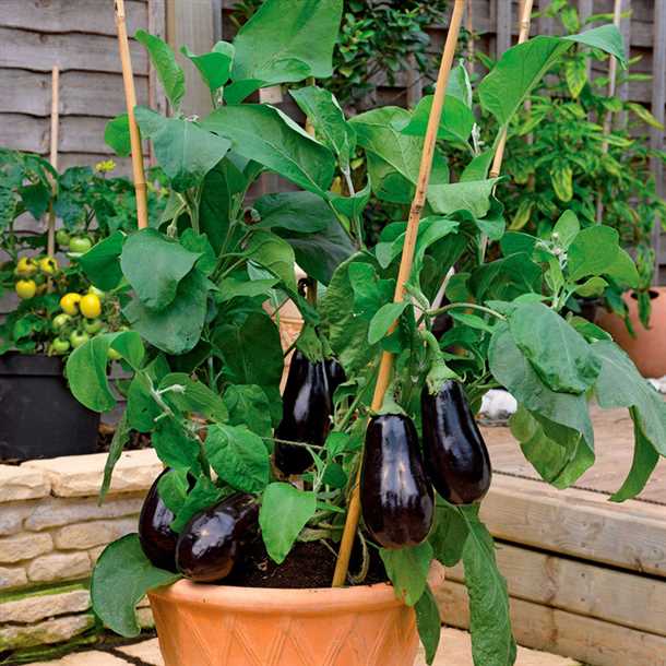 Выращивание баклажанов на балконе Выращивание баклажанов на балконе