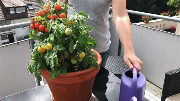 Варианты для выращивания на балконе