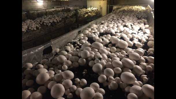 Выбор и приготовление грибного субстрата