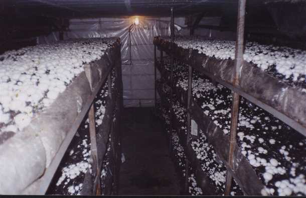 Выращивание грибов в гараже Выращивание грибов в гараже