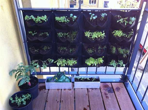 Выбор малообслуживаемых растений