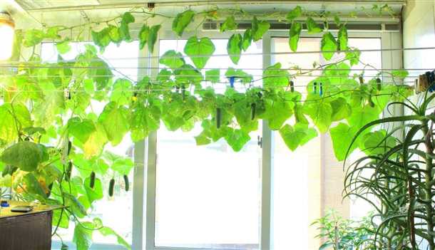 Выбор сорта