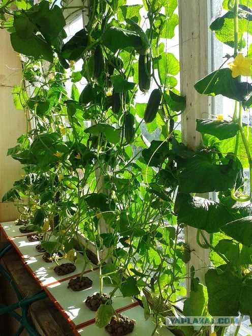 Выращивание огурцов на балконе Выращивание огурцов на балконе