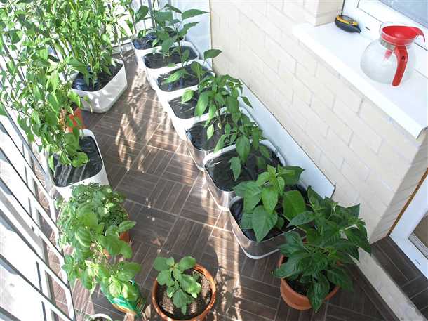 Уход за перцем на балконе