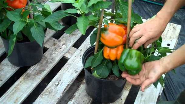 Сбор и хранение урожая перца с балкона