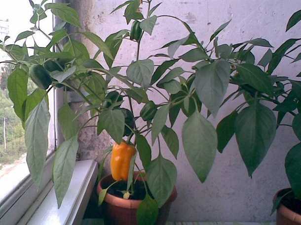 Посадка перца